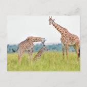 Getty Afbeeldingen | GIRAFFE Briefkaart (Voorkant)