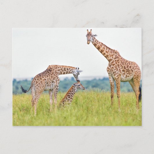 Getty Afbeeldingen | GIRAFFE Briefkaart (Voorkant)