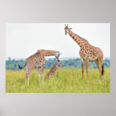 Getty Afbeeldingen | GIRAFFE Poster (Voorkant)