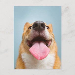 Getty Afbeeldingen   Heel Happy Corgi Briefkaart