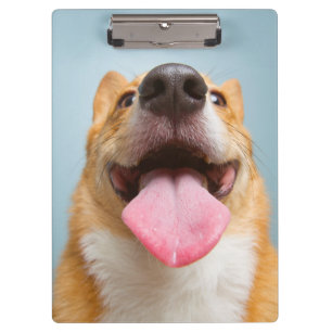 Getty Afbeeldingen Heel Happy Corgi Klembord