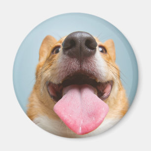 Getty Afbeeldingen Heel Happy Corgi Magneet