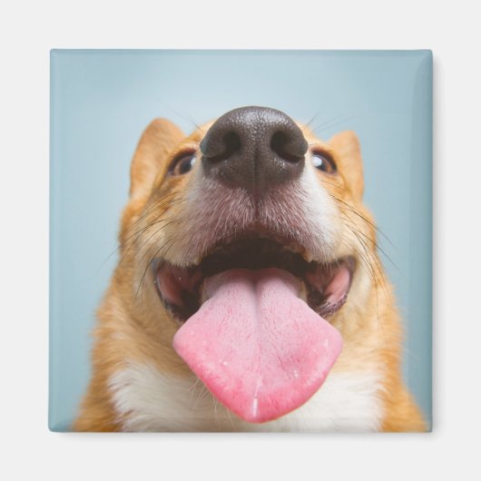 Getty Afbeeldingen | Heel Happy Corgi Magneet (Voorkant)
