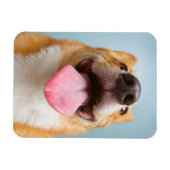 Getty Afbeeldingen | Heel Happy Corgi Magneet (Horizontaal)