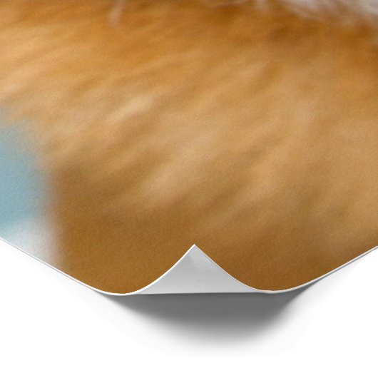 Getty Afbeeldingen | Heel Happy Corgi Poster (Hoek)