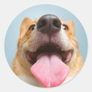 Getty Afbeeldingen Heel Happy Corgi Ronde Sticker