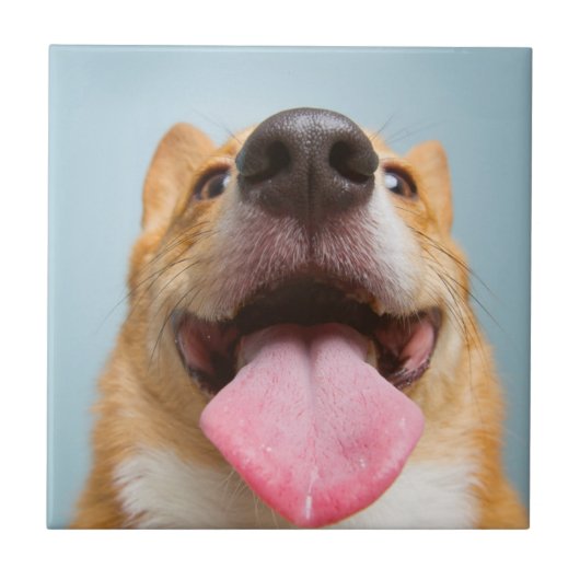 Getty Afbeeldingen | Heel Happy Corgi Tegeltje (Voorkant)