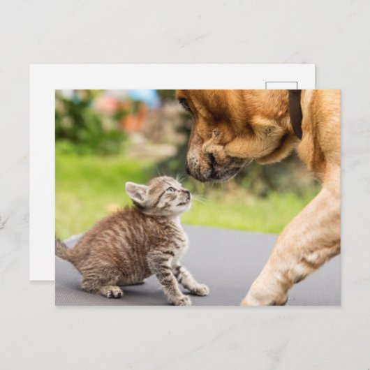 Getty Afbeeldingen | Hond en kat in liefde Briefkaart (Voorkant / Achterkant)