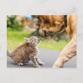 Getty Afbeeldingen | Hond en kat in liefde Briefkaart (Voorkant)