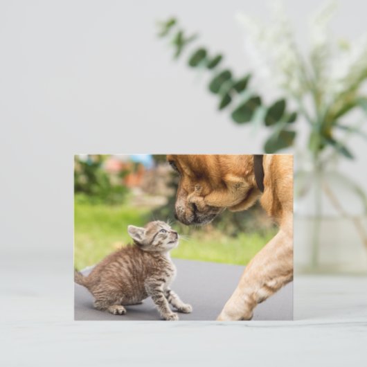 Getty Afbeeldingen | Hond en kat in liefde Briefkaart (Staand voorkant)