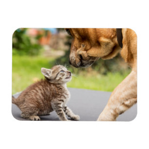 Getty Afbeeldingen Hond en kat in liefde Magneet