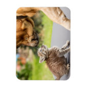 Getty Afbeeldingen | Hond en kat in liefde Magneet (Verticaal)