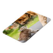 Getty Afbeeldingen | Hond en kat in liefde Magneet (Linkerzijde)