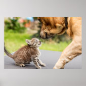 Getty Afbeeldingen | Hond en kat in liefde Poster (Voorkant)