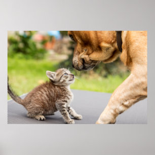 Getty Afbeeldingen   Hond en kat in liefde Poster