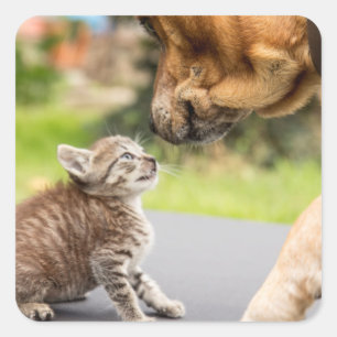 Getty Afbeeldingen   Hond en kat in liefde Vierkante Sticker