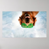 Getty Afbeeldingen | Hond met bril Poster (Voorkant)
