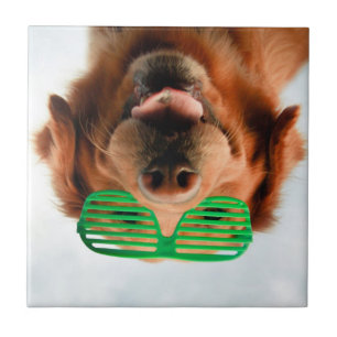 Getty Afbeeldingen Hond met bril Tegeltje