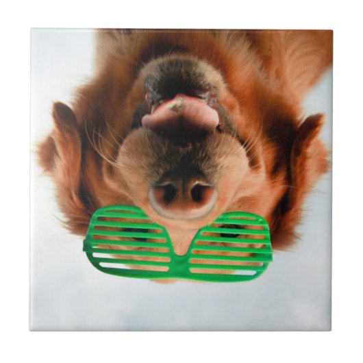 Getty Afbeeldingen | Hond met bril Tegeltje (Voorkant)
