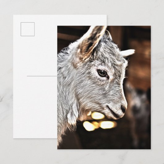 Getty Afbeeldingen | Kleine geit Briefkaart (Voorkant / Achterkant)