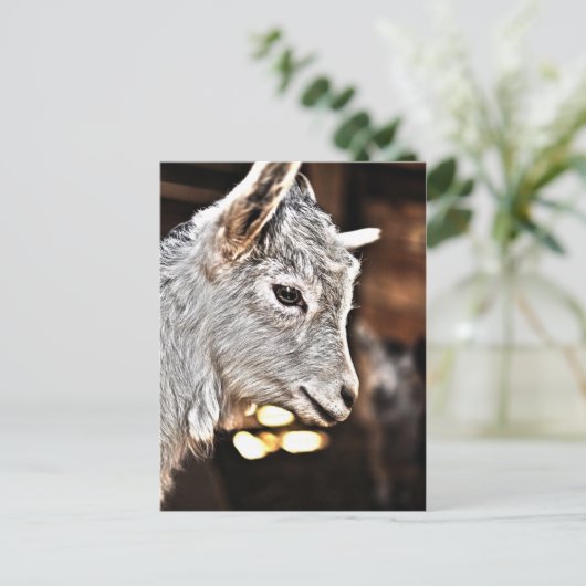 Getty Afbeeldingen | Kleine geit Briefkaart (Staand voorkant)