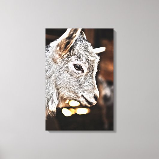 Getty Afbeeldingen | Kleine geit Canvas Afdruk (Voorkant)