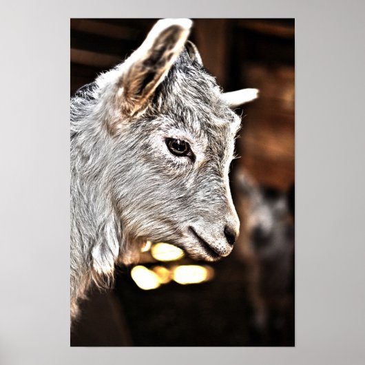 Getty Afbeeldingen | Kleine geit Poster (Voorkant)