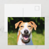 Getty Afbeeldingen | Laughing Dog Briefkaart (Voorkant / Achterkant)