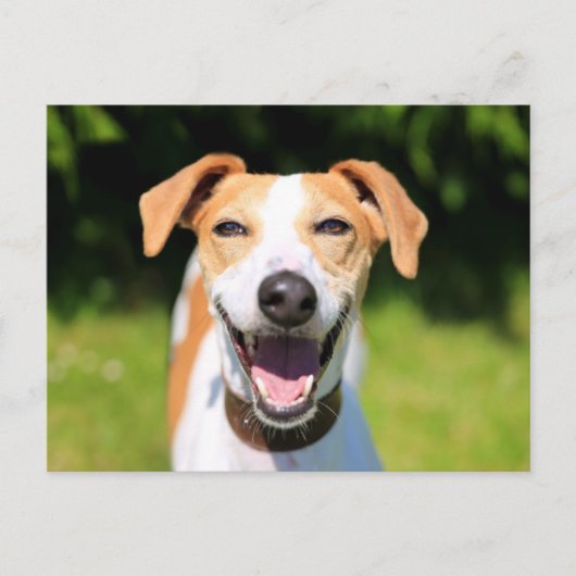 Getty Afbeeldingen | Laughing Dog Briefkaart (Voorkant)