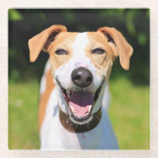 Getty Afbeeldingen | Laughing Dog Glazen Onderzetter (Voorkant)