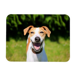 Getty Afbeeldingen Laughing Dog Magneet