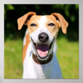 Getty Afbeeldingen | Laughing Dog Poster (Voorkant)