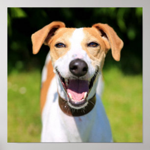 Getty Afbeeldingen   Laughing Dog Poster