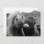 Getty Afbeeldingen | Melkpaarden Briefkaart (Voorkant / Achterkant)