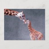 Getty Afbeeldingen | Moeder en Baby Giraffe Briefkaart (Voorkant)