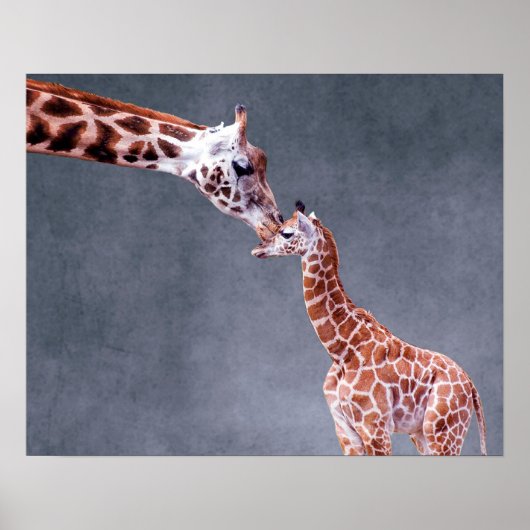 Getty Afbeeldingen | Moeder en Baby Giraffe Poster (Voorkant)