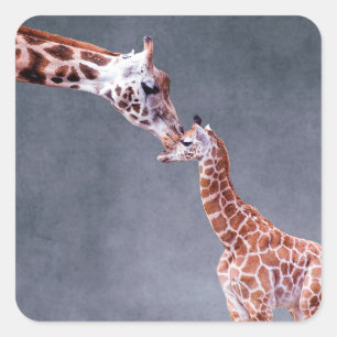 Getty Afbeeldingen   Moeder en Baby Giraffe Vierkante Sticker