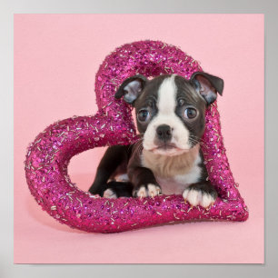 Getty Afbeeldingen   Puppy Love Poster