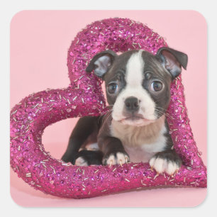 Getty Afbeeldingen   Puppy Love Vierkante Sticker