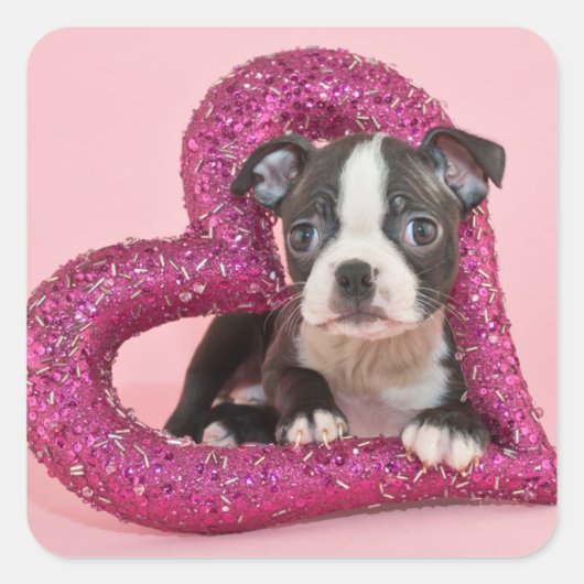 Getty Afbeeldingen | Puppy Love Vierkante Sticker (Voorkant)