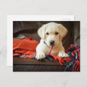 Getty Afbeeldingen | Puppy op een sofa Briefkaart (Voorkant / Achterkant)
