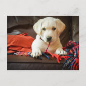 Getty Afbeeldingen | Puppy op een sofa Briefkaart (Voorkant)