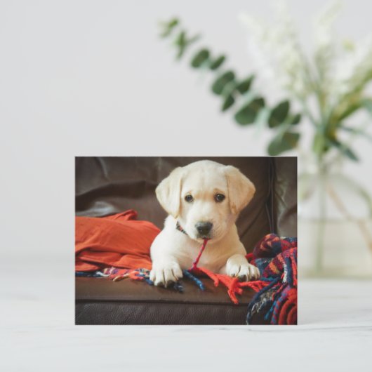 Getty Afbeeldingen | Puppy op een sofa Briefkaart (Staand voorkant)