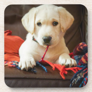 Getty Afbeeldingen   Puppy op een sofa Drankjes Onderzetter