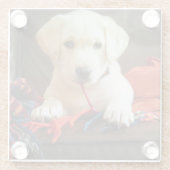 Getty Afbeeldingen | Puppy op een sofa Glazen Onderzetter (Achterkant)