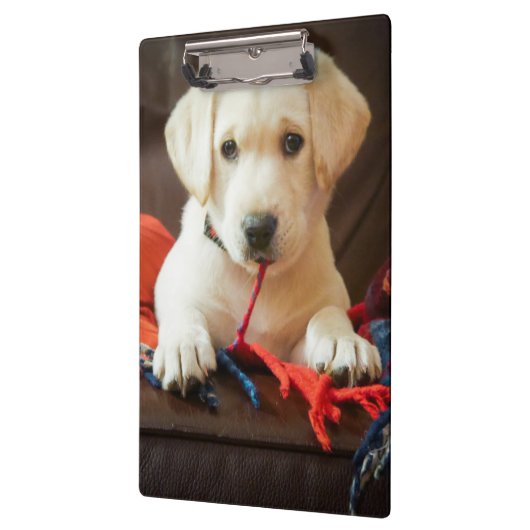 Getty Afbeeldingen | Puppy op een sofa Klembord (Links)