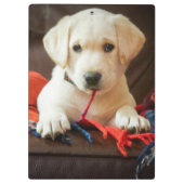 Getty Afbeeldingen | Puppy op een sofa Klembord (Achterkant)