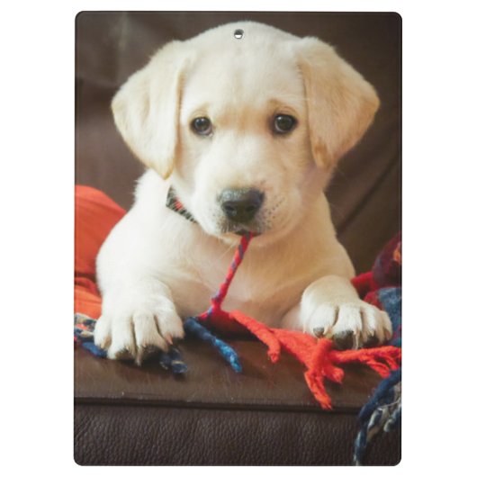 Getty Afbeeldingen | Puppy op een sofa Klembord (Achterkant)