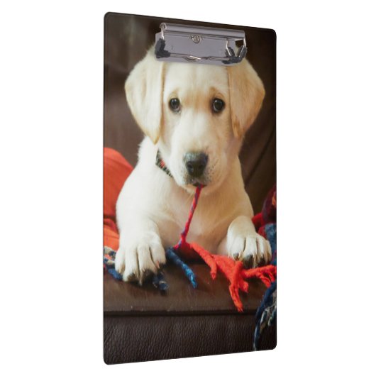 Getty Afbeeldingen | Puppy op een sofa Klembord (Rechts)