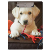 Getty Afbeeldingen | Puppy op een sofa Klembord (Voorkant)